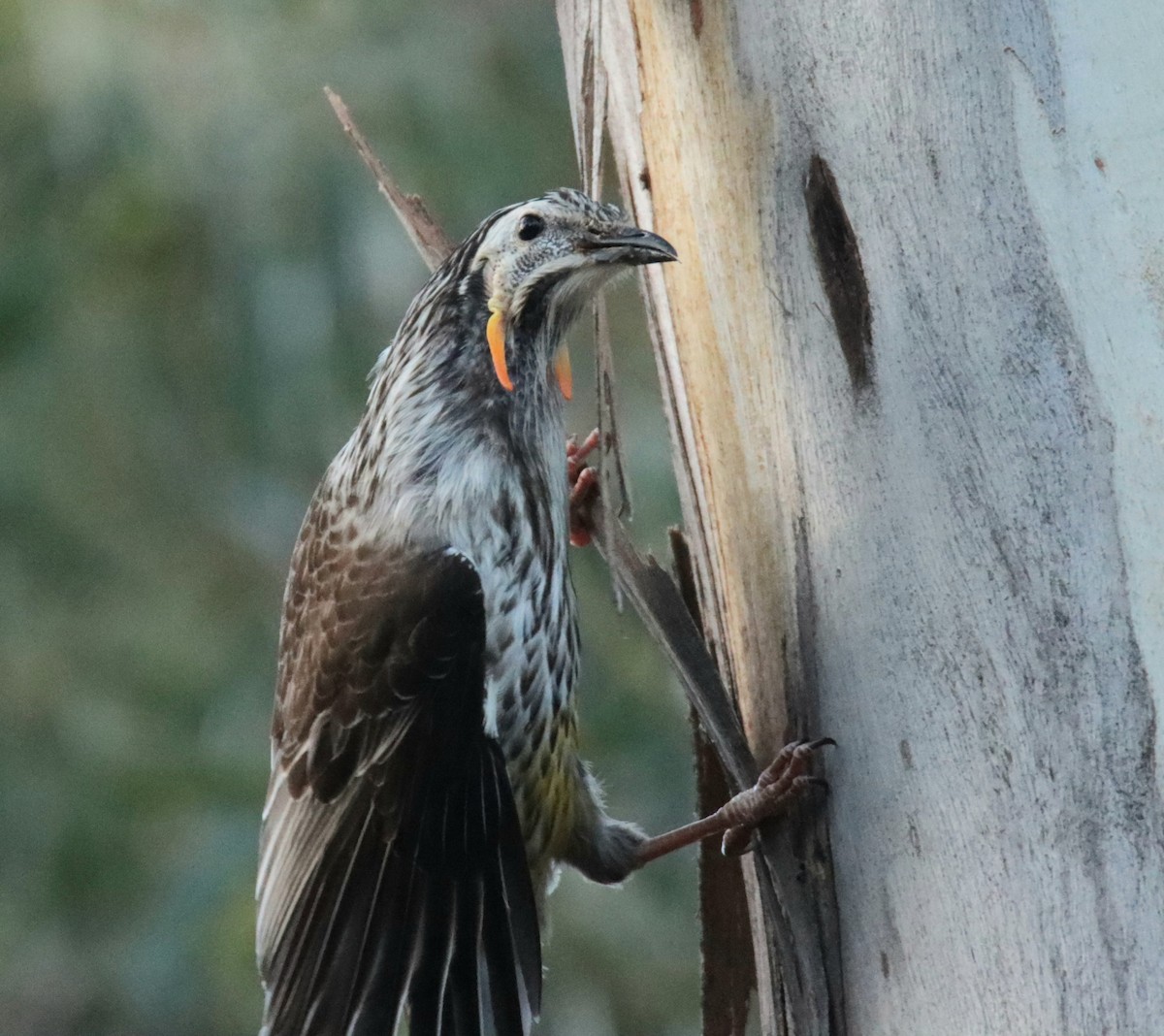 Yellow Wattlebird - ML642472417
