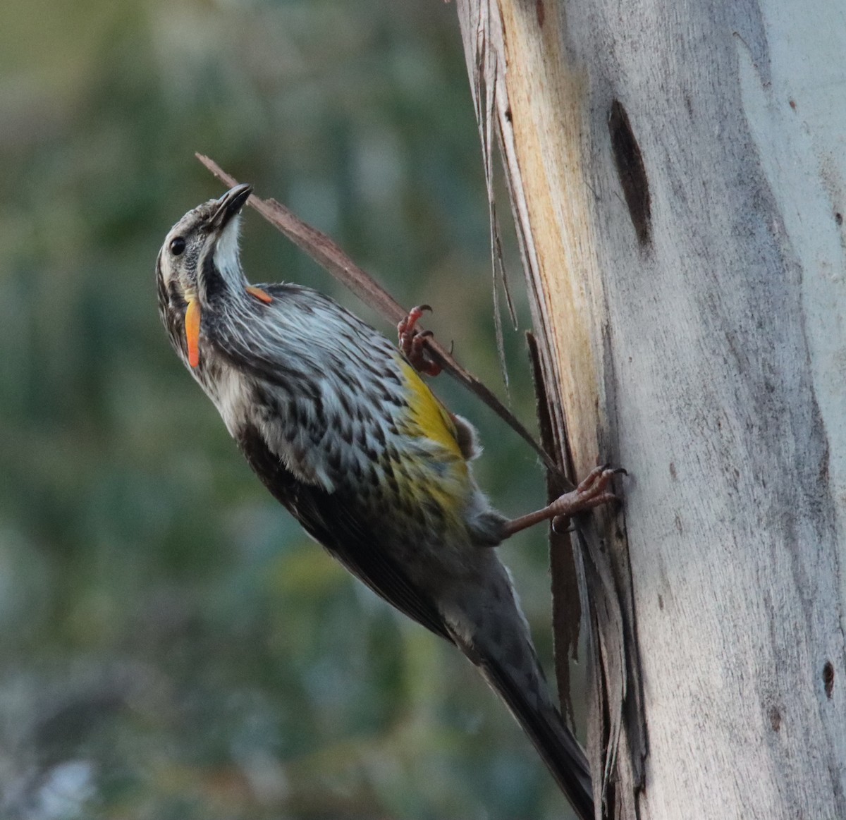Yellow Wattlebird - ML642472418