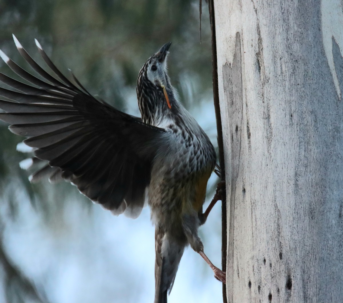 Yellow Wattlebird - ML642472420