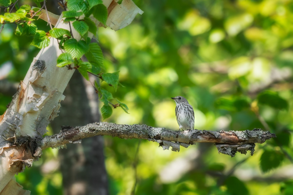 Gray-streaked Flycatcher - ML642472423
