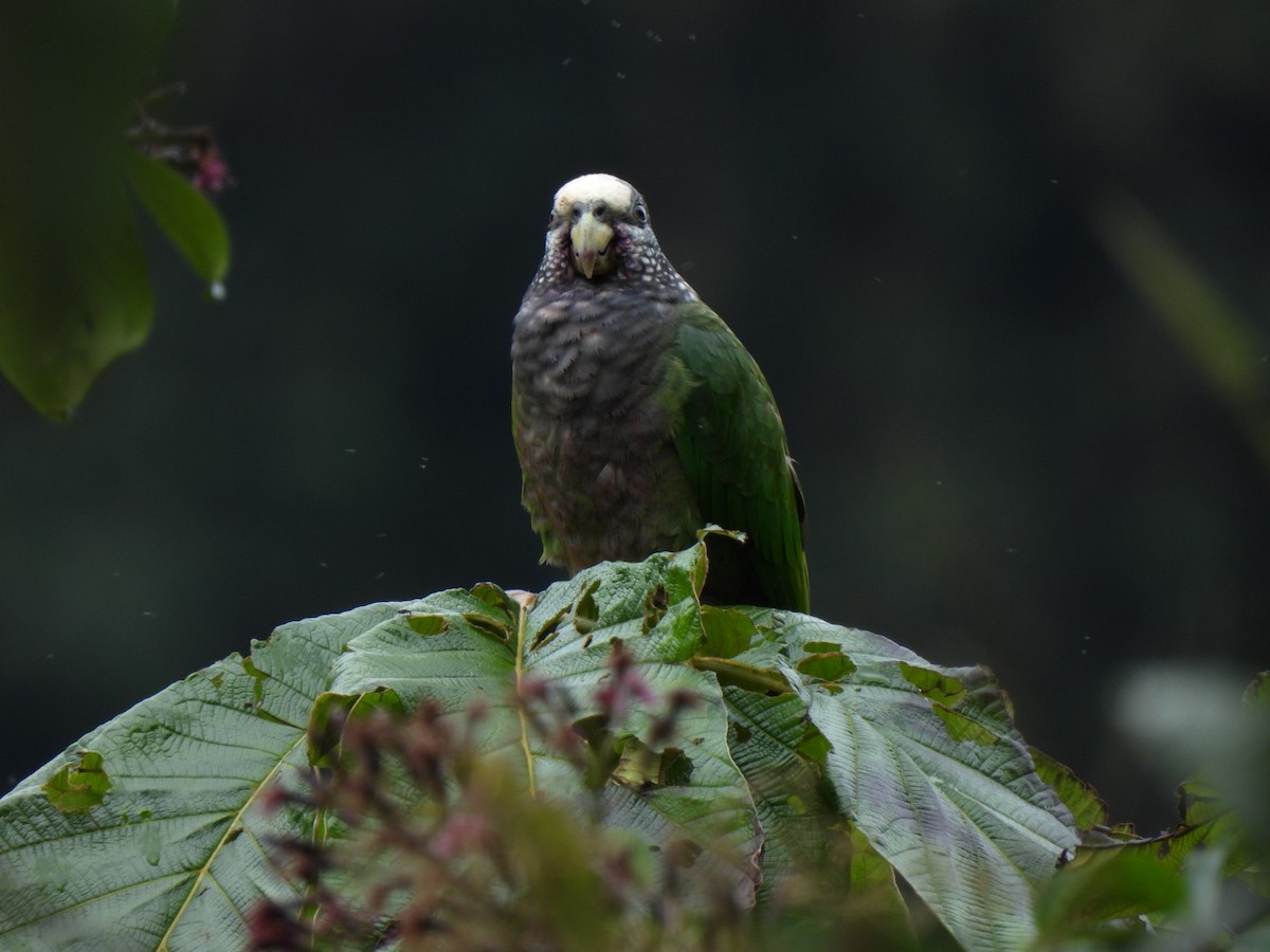 Speckle-faced Parrot - ML642472441