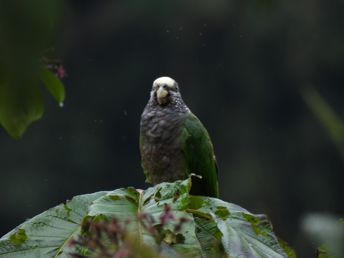 Speckle-faced Parrot - ML642472442