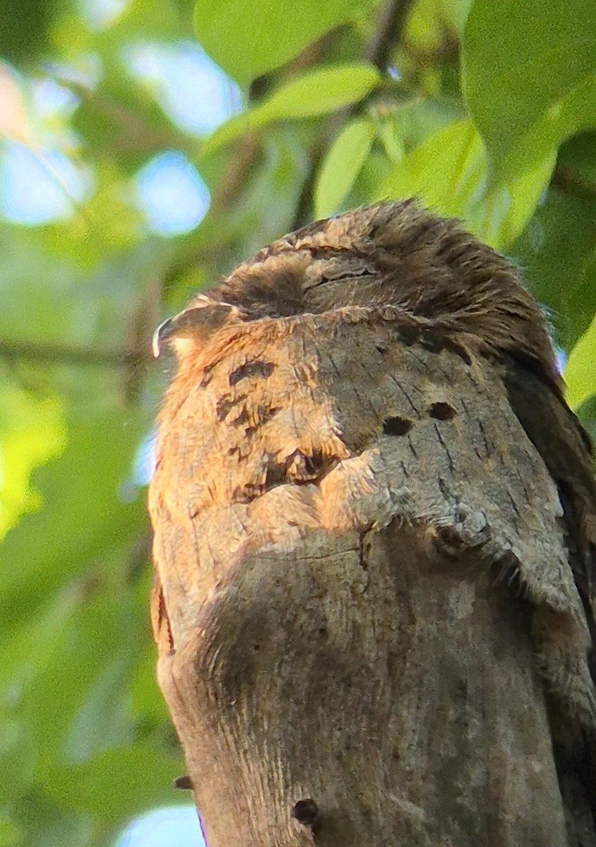 Common Potoo - ML642472443
