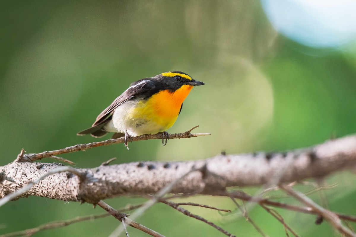 Narcissus Flycatcher - ML642472465