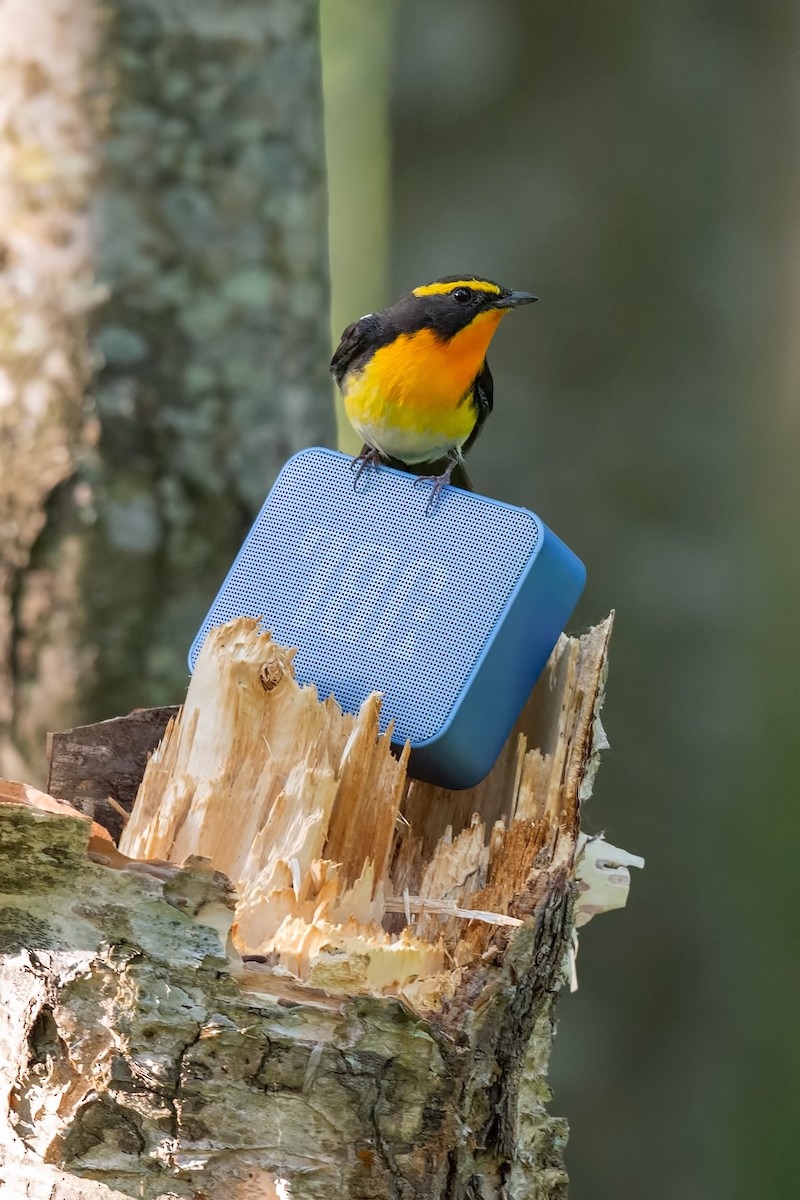 Narcissus Flycatcher - ML642472466