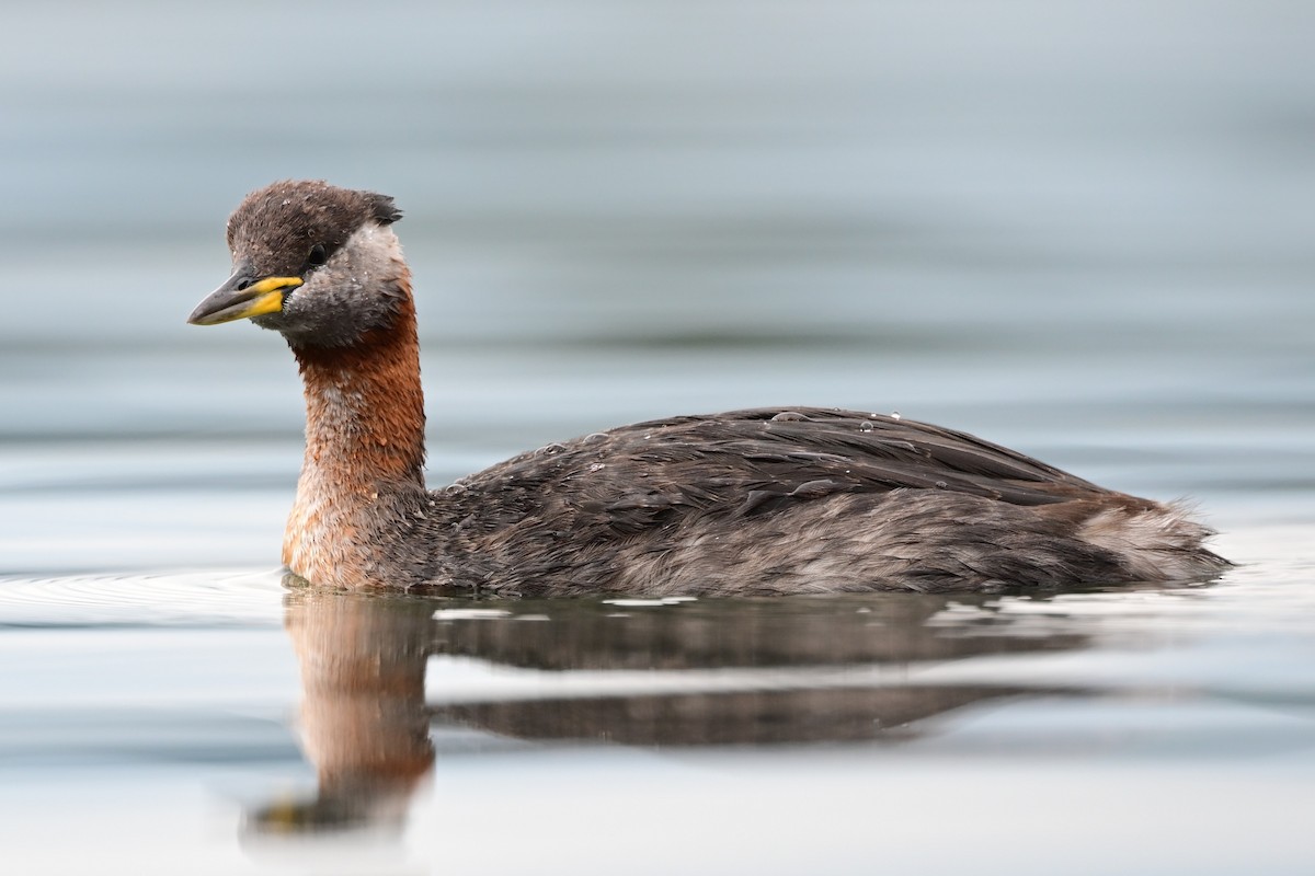 Red-necked Grebe - ML642472479