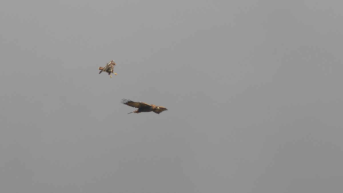 Golden Eagle - ML642472483