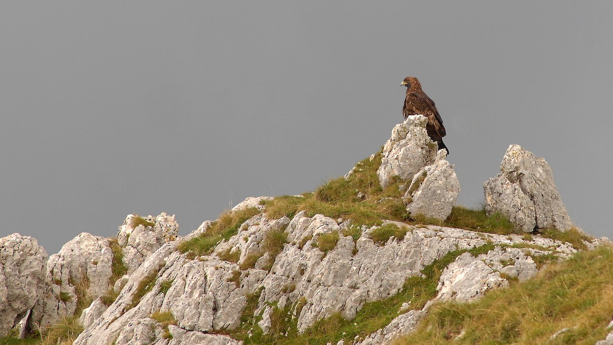 Golden Eagle - ML642472484