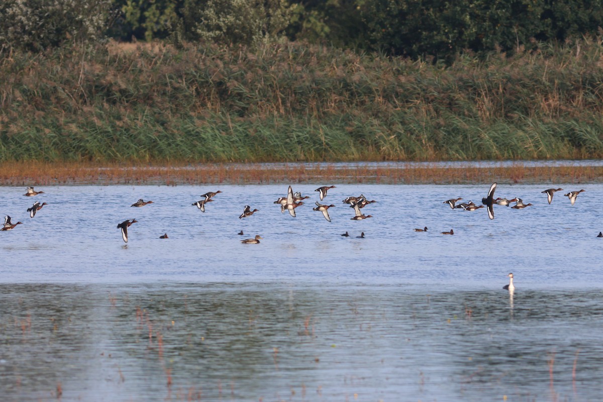 Ferruginous Duck - ML642472499