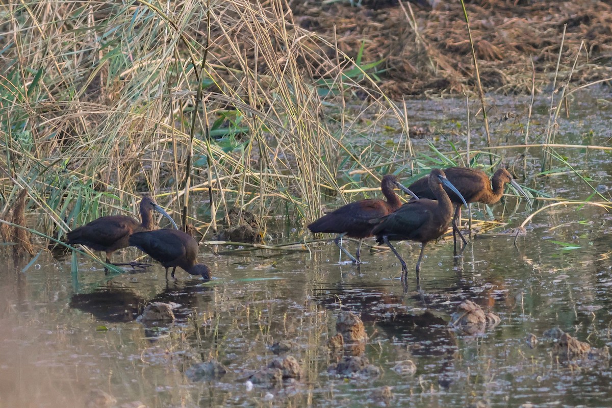 Glossy Ibis - ML642472510