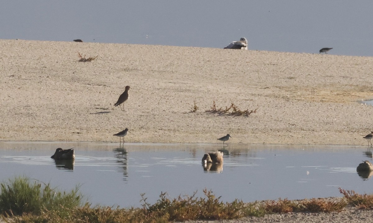 Mountain Plover - ML642472511