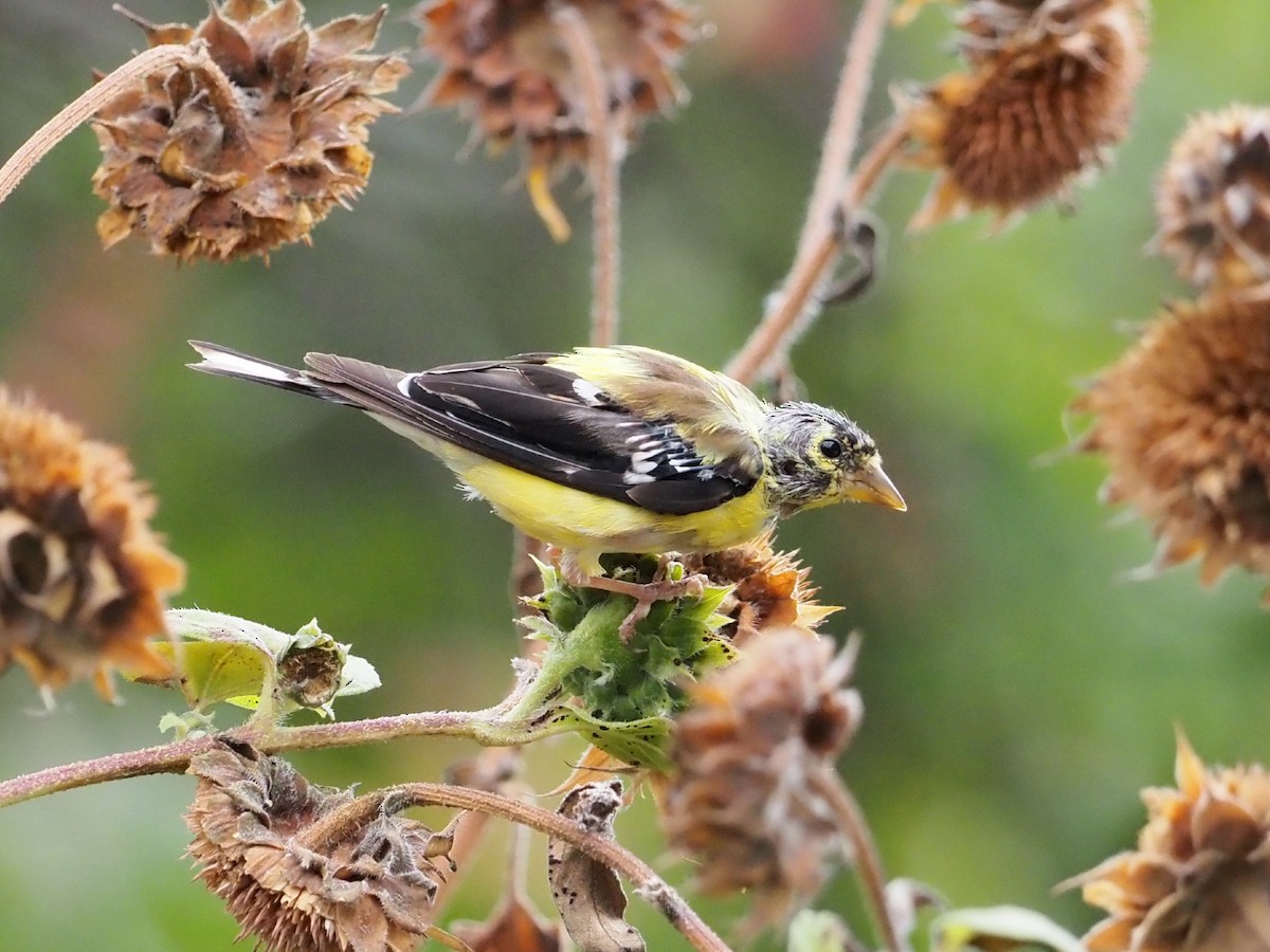 American Goldfinch - ML642472513