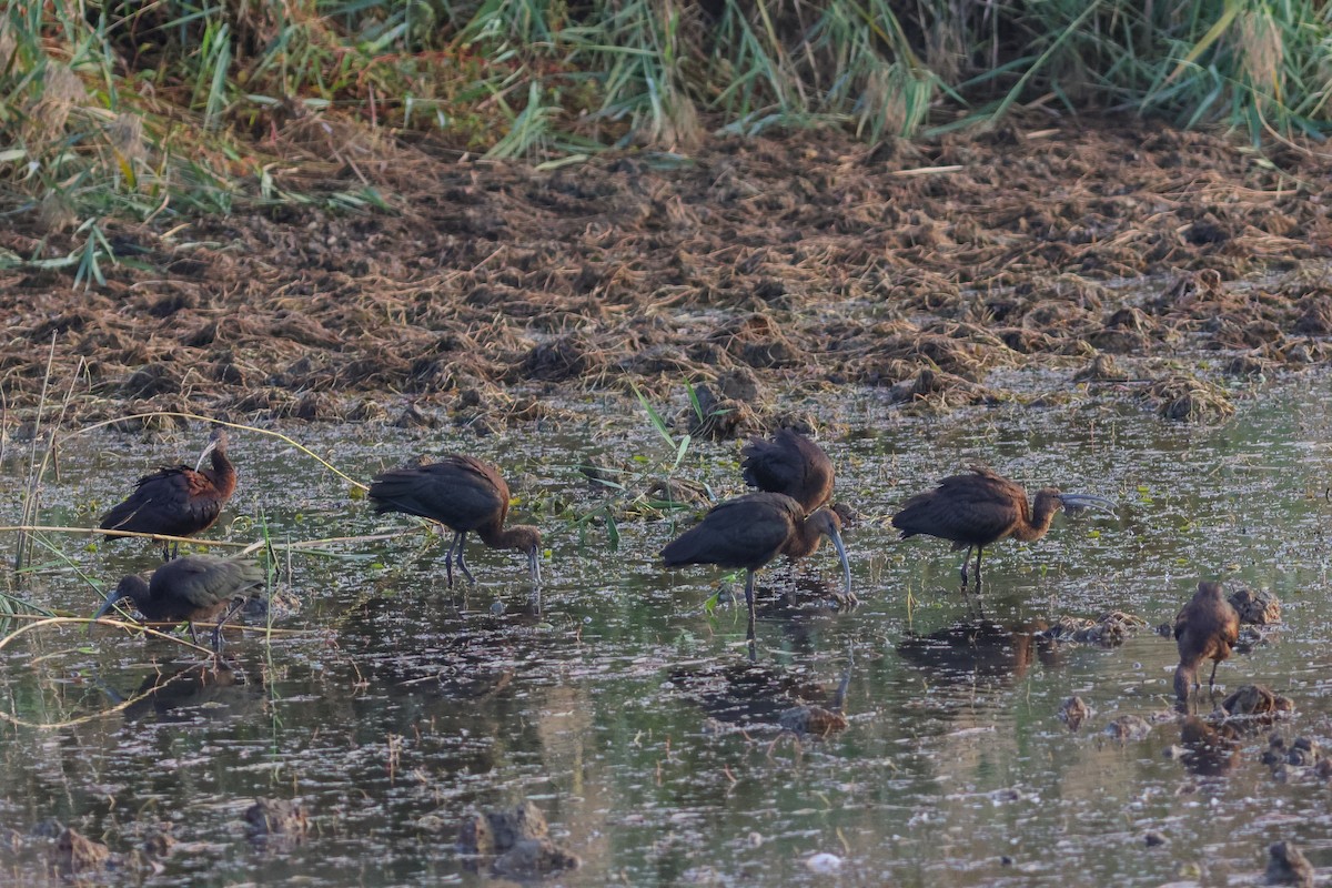 Glossy Ibis - ML642472518