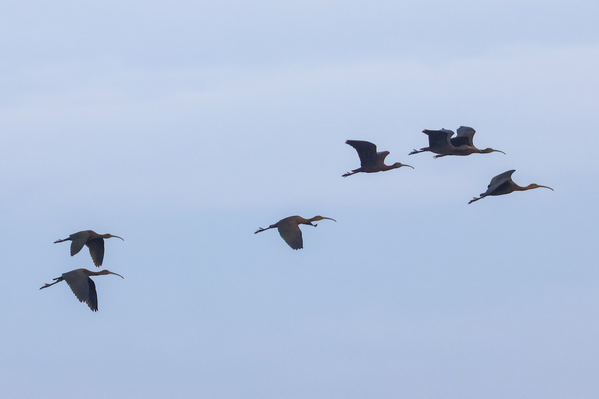 Glossy Ibis - ML642472519