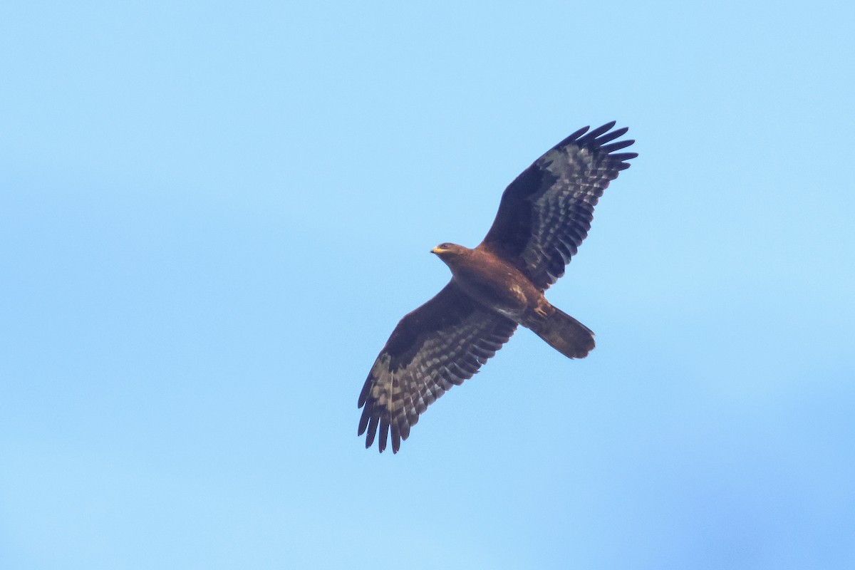 European Honey-buzzard - ML642472521
