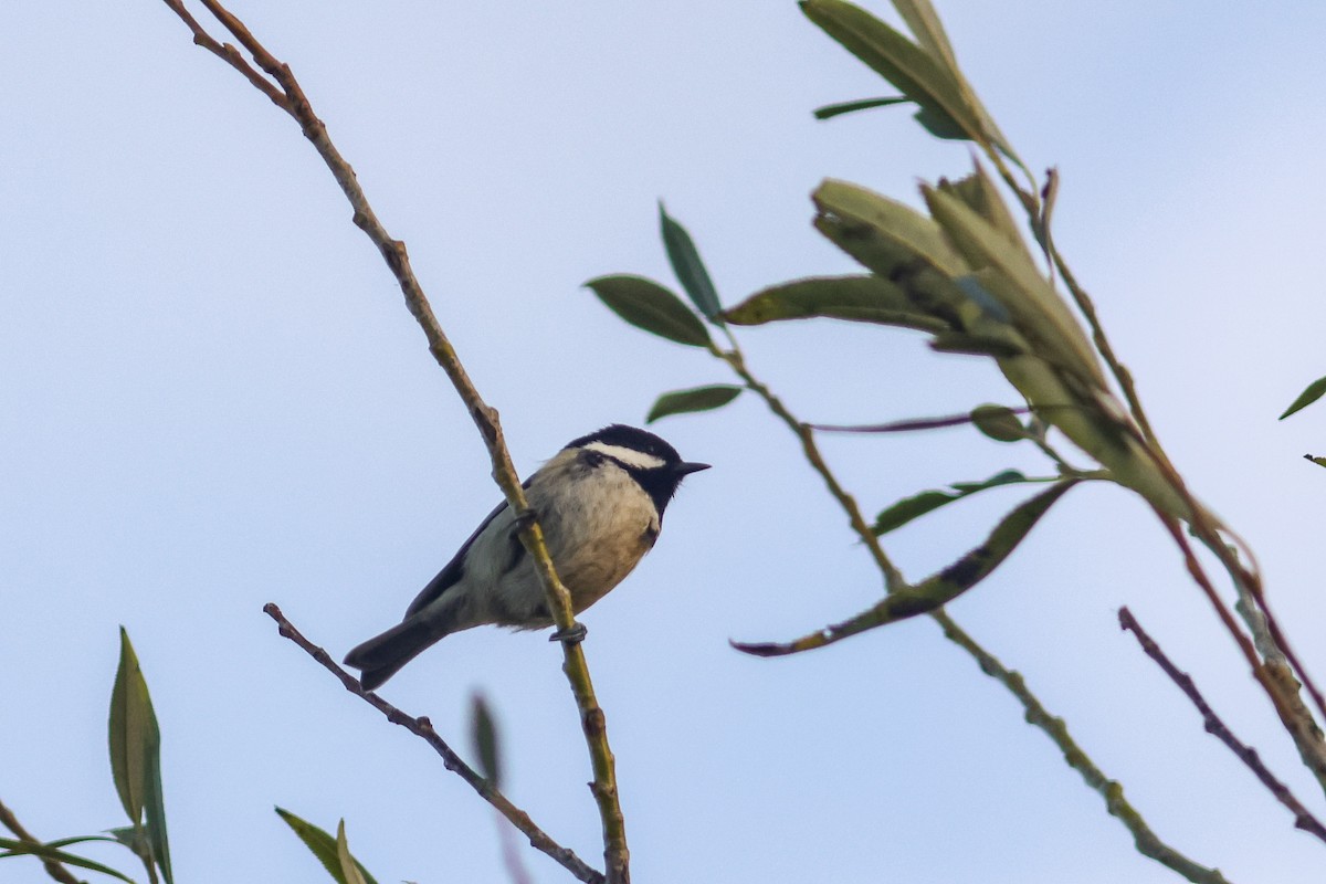 Coal Tit - ML642472523