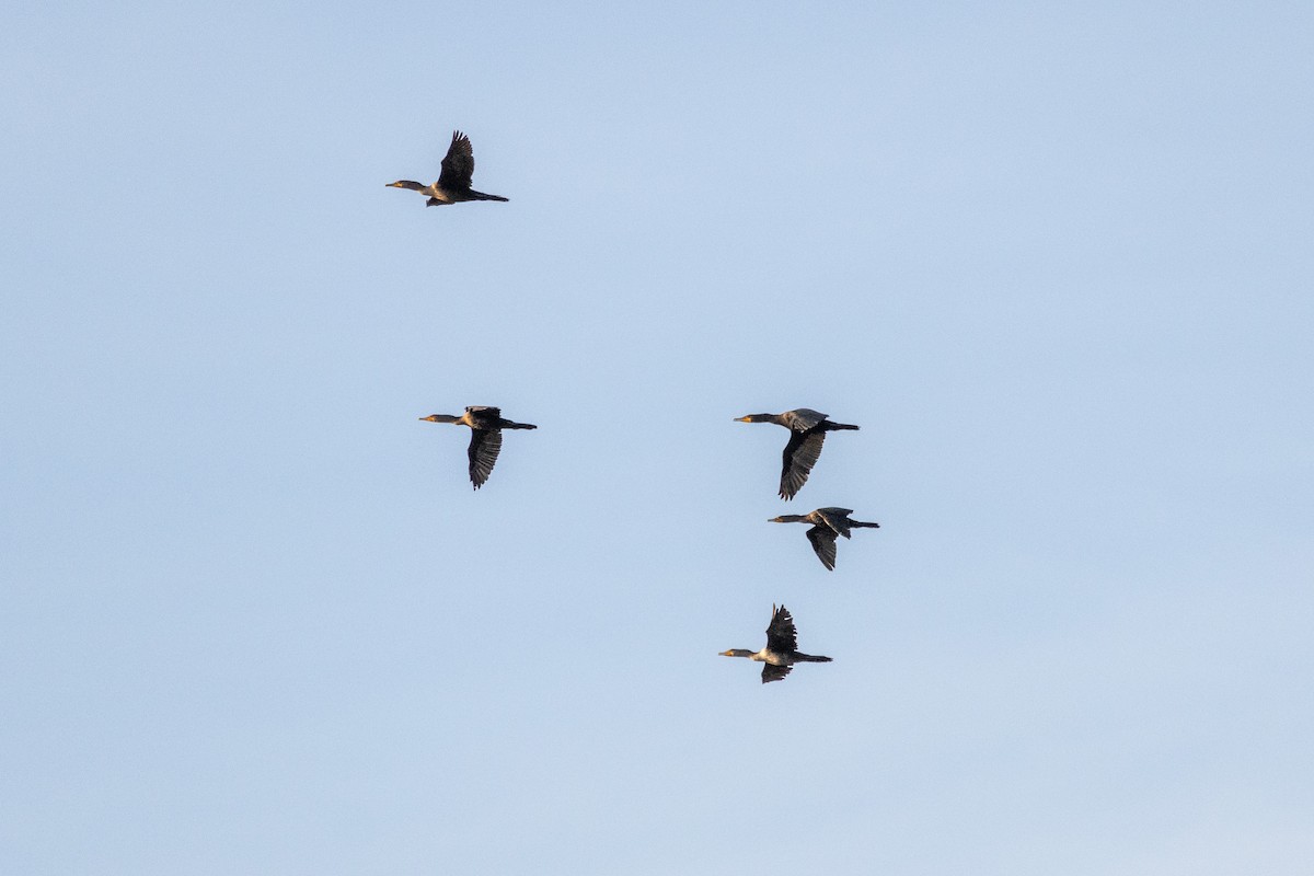 Double-crested Cormorant - ML642472541