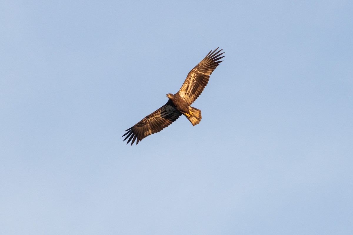 Bald Eagle - ML642472543