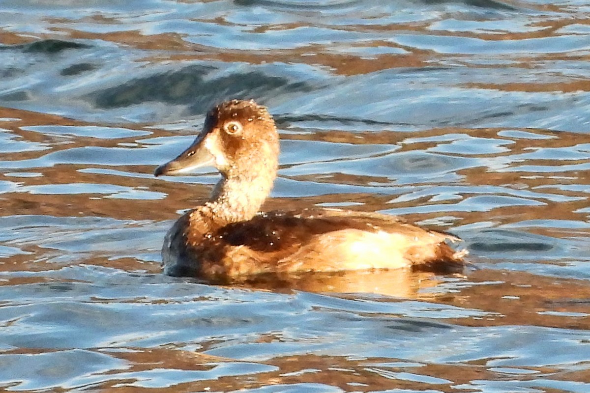 Ring-necked Duck - ML642472546