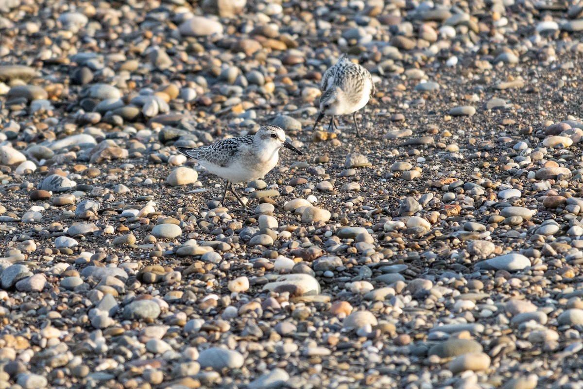 Sanderling - ML642472547