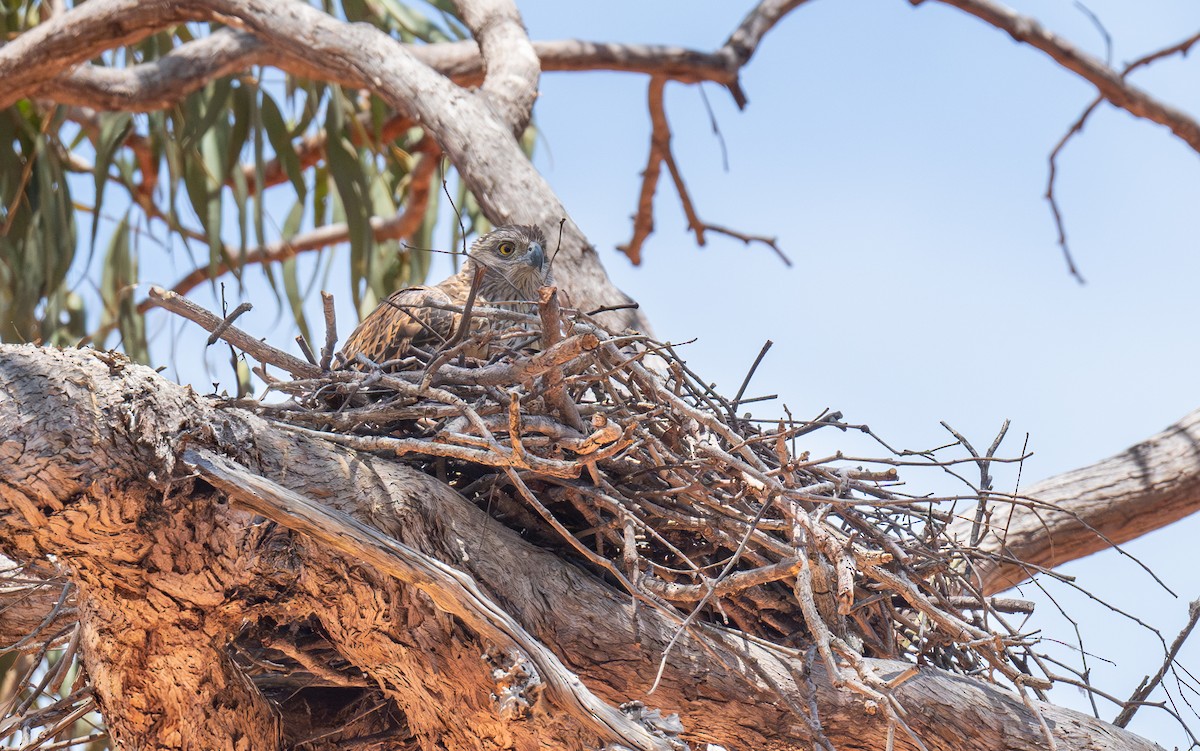 Red Goshawk - ML642472548