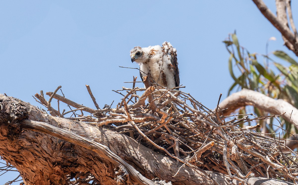 Red Goshawk - ML642472549