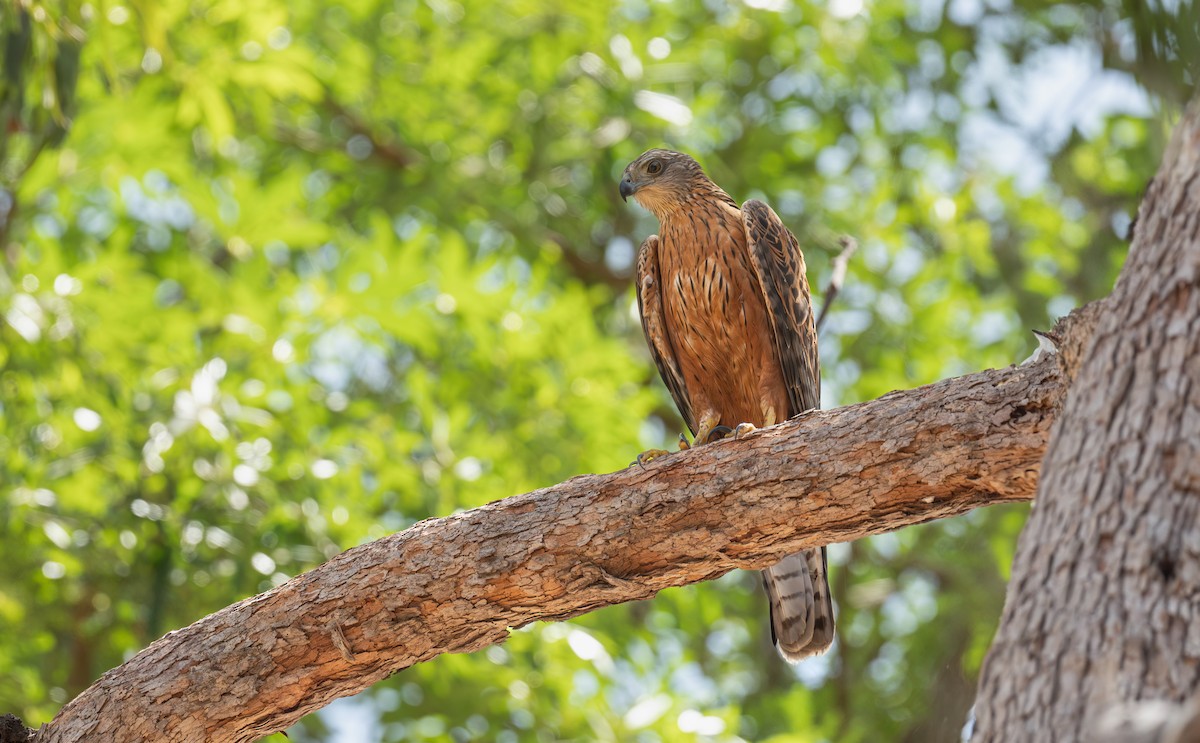 Red Goshawk - ML642472550