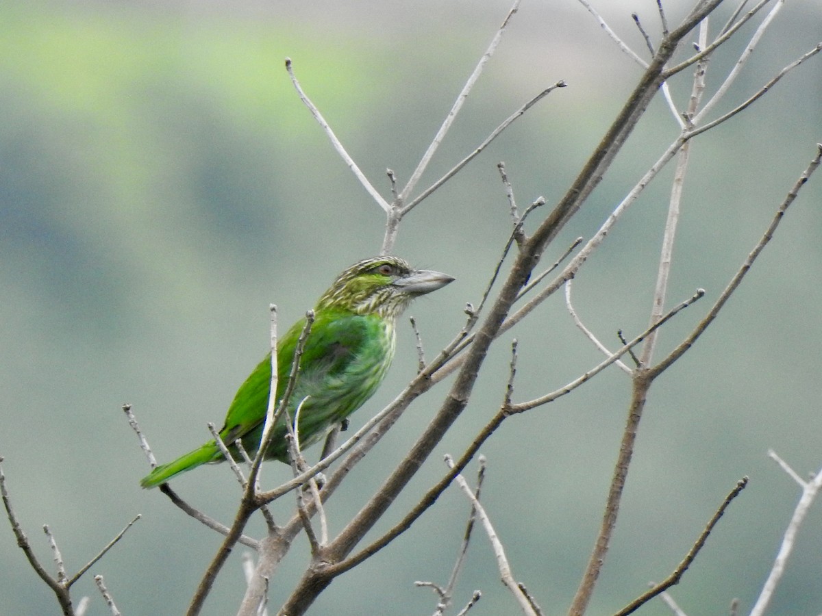 Green-eared Barbet - ML642472555