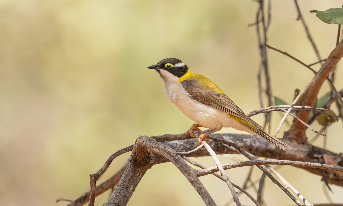 Black-chinned Honeyeater (Golden-backed) - ML642472561