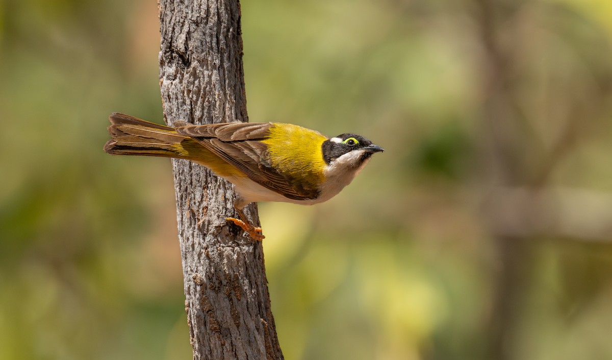 Black-chinned Honeyeater (Golden-backed) - ML642472562
