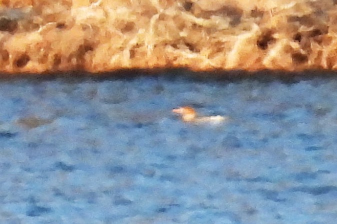 Common Merganser - ML642472564
