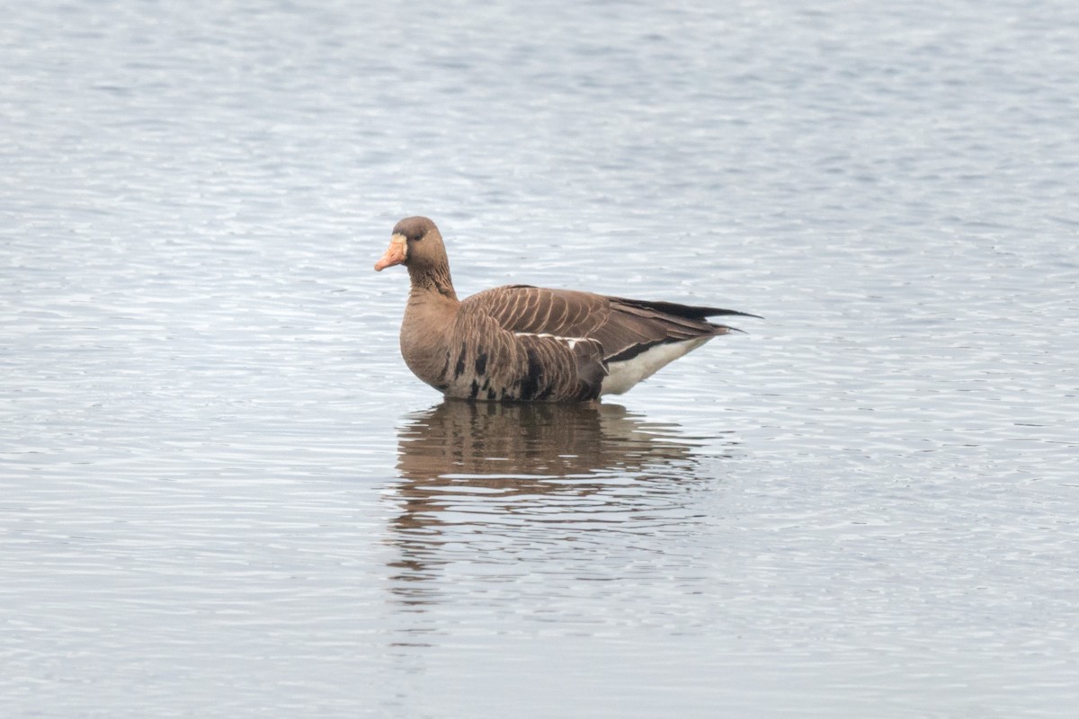 Greater White-fronted Goose - ML642472567