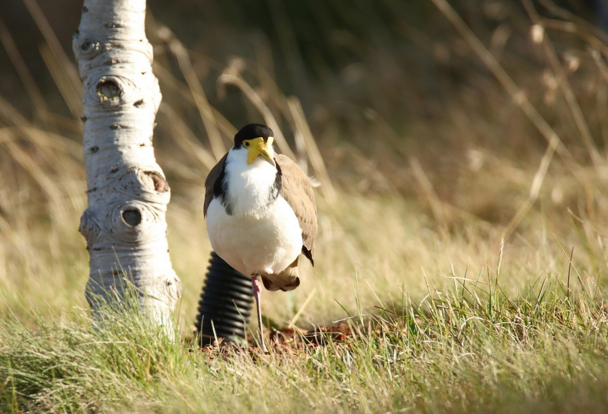 Masked Lapwing - ML642472580