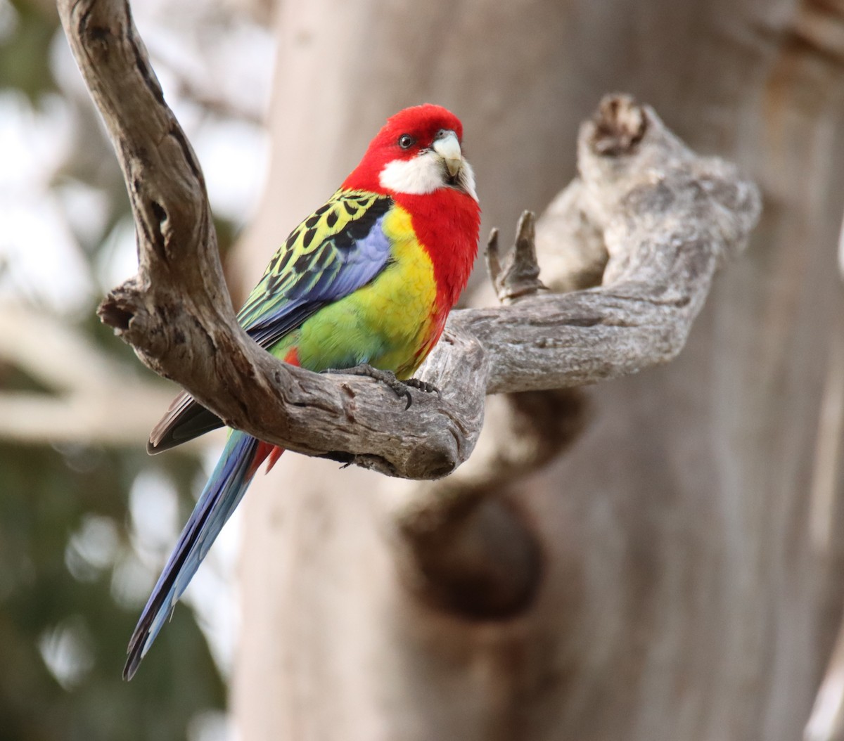 Eastern Rosella - ML642472607