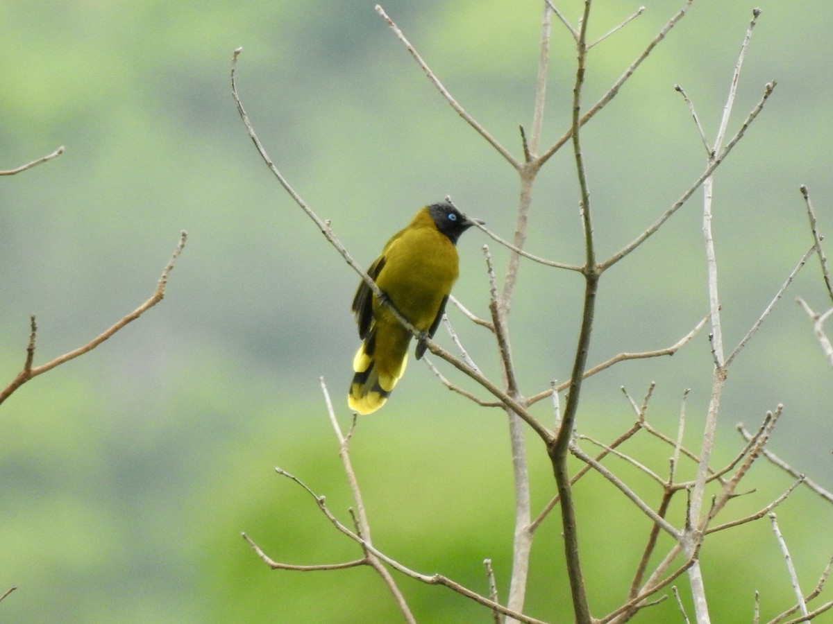 Black-headed Bulbul - ML642472610
