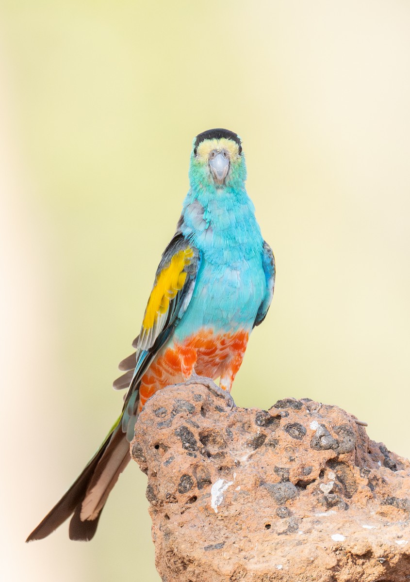 Golden-shouldered Parrot - ML642472622