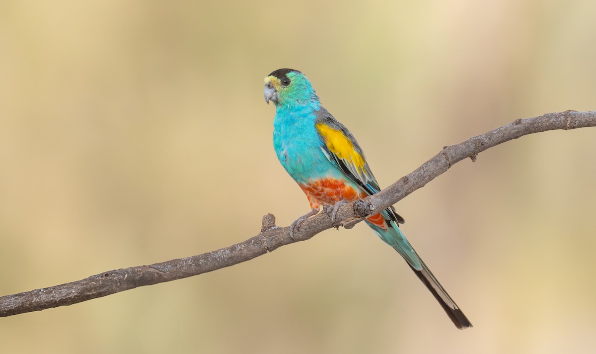 Golden-shouldered Parrot - ML642472623