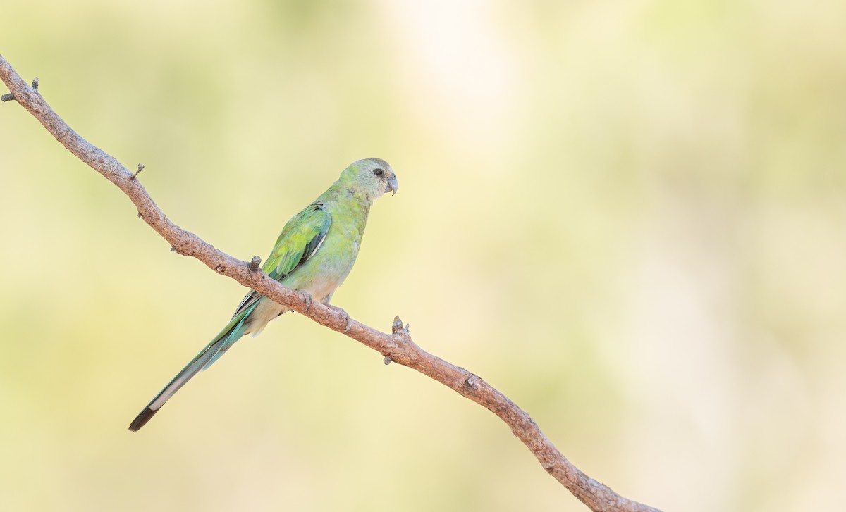 Golden-shouldered Parrot - ML642472624