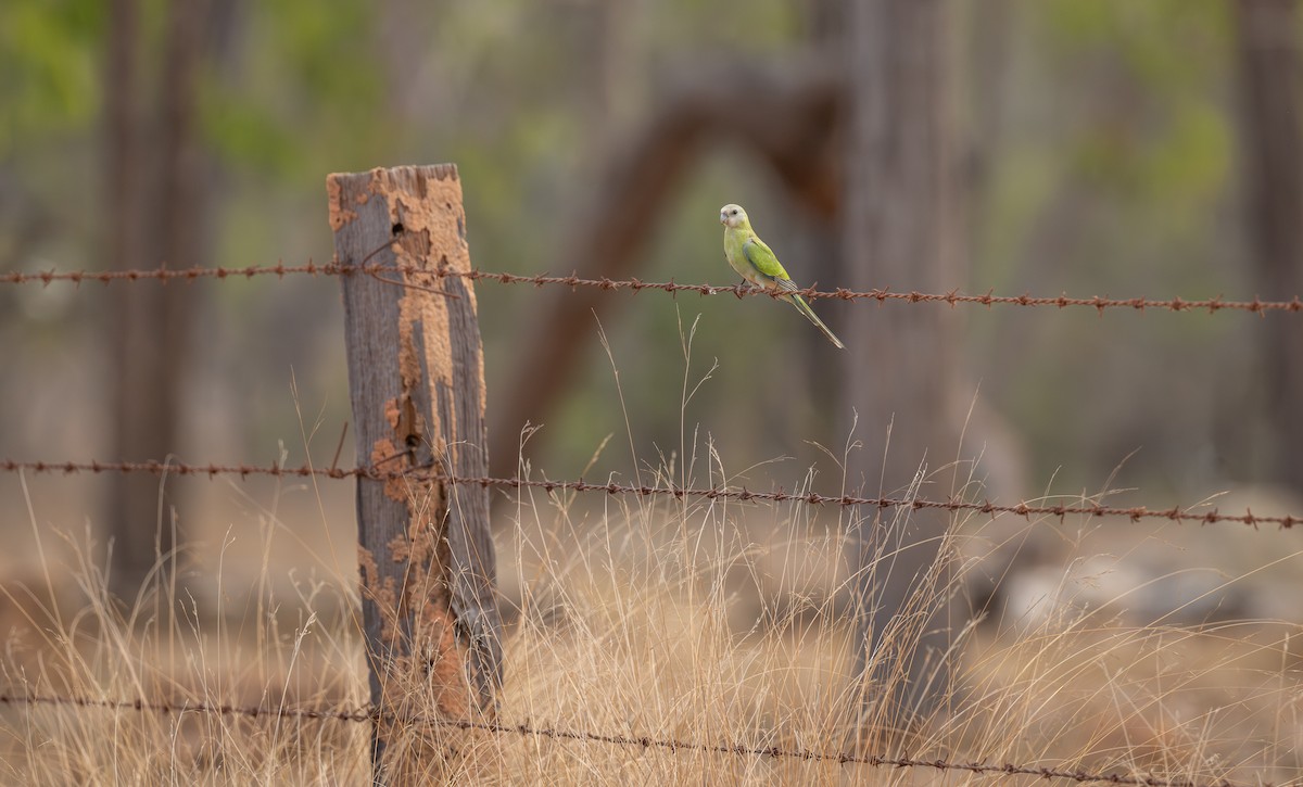 Golden-shouldered Parrot - ML642472625
