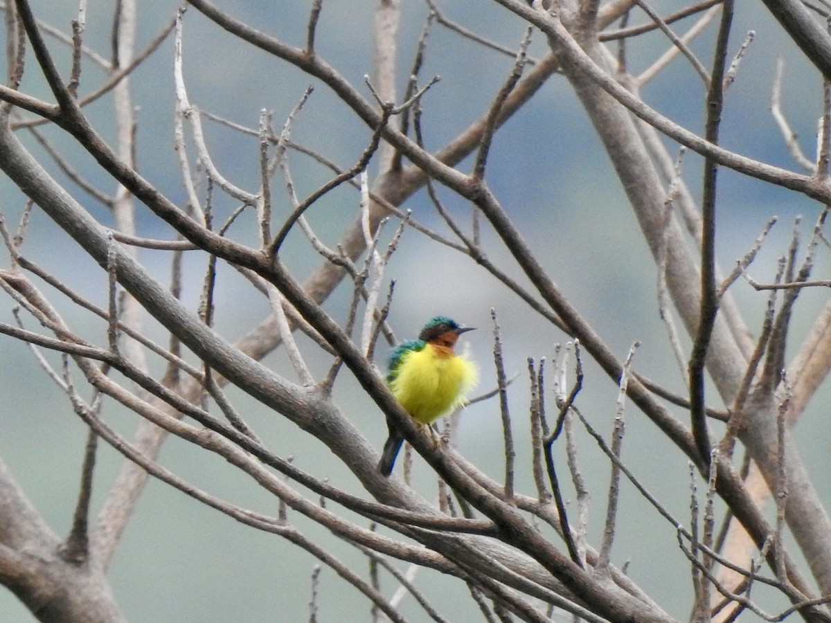 Ruby-cheeked Sunbird - ML642472630