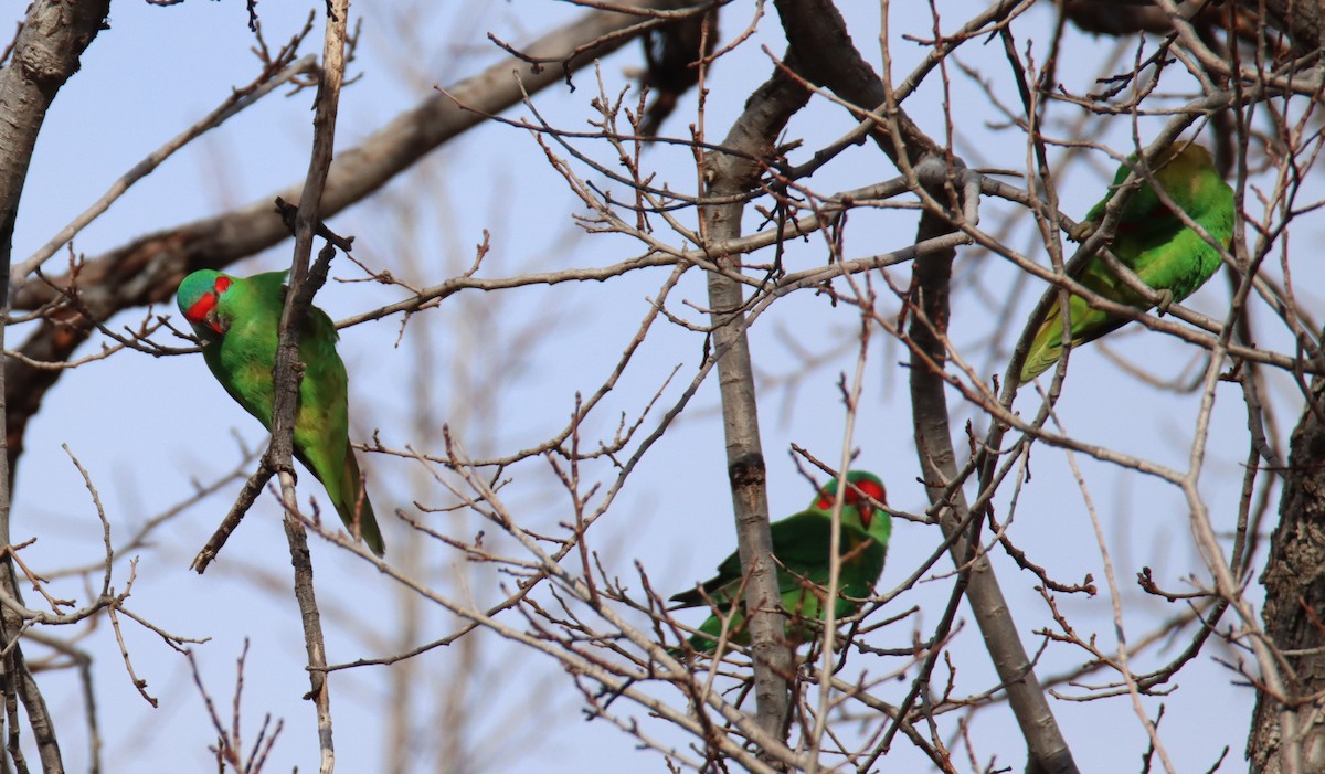 Musk Lorikeet - ML642472640