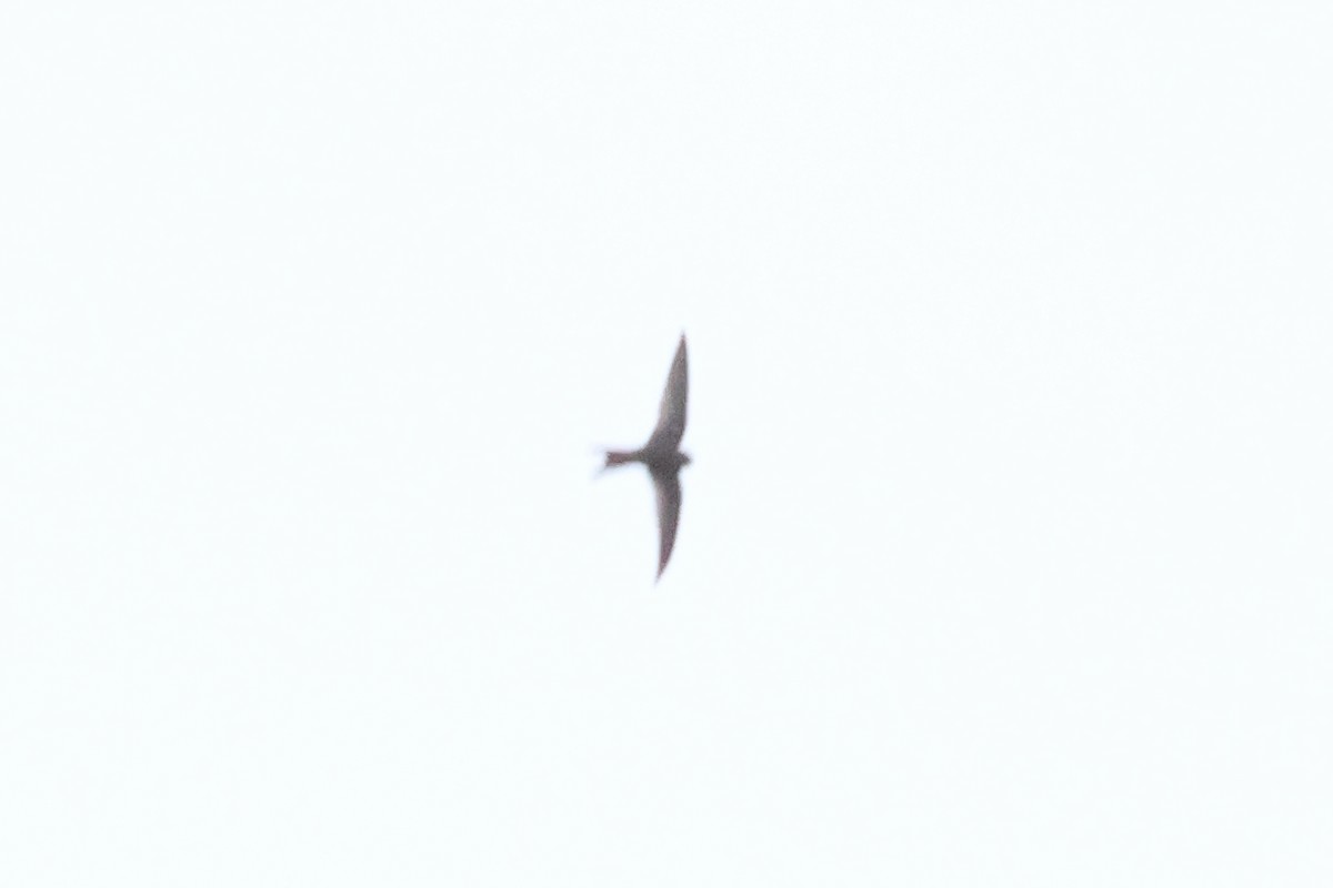 Plain Swift - ML642472669