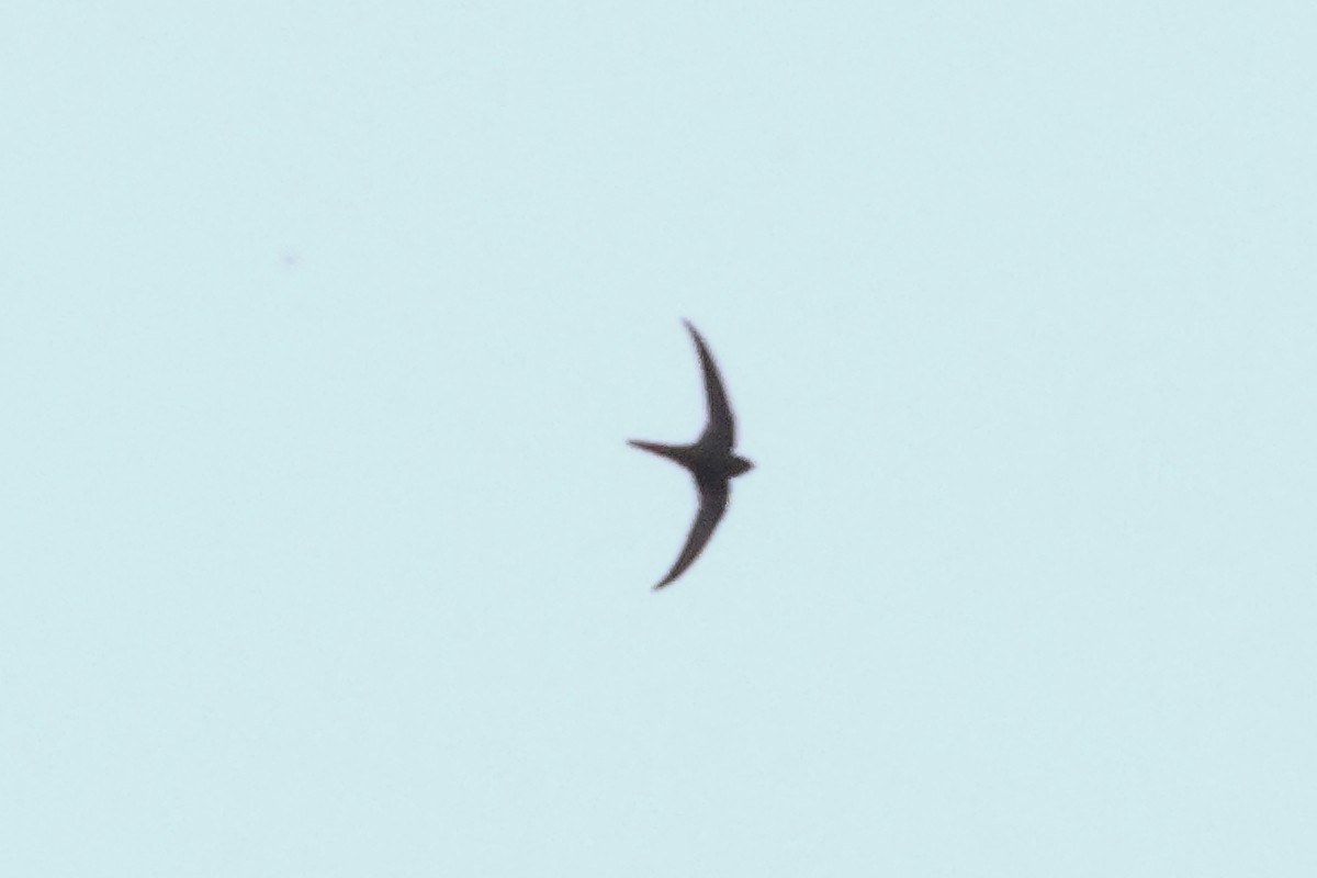 Plain Swift - ML642472670