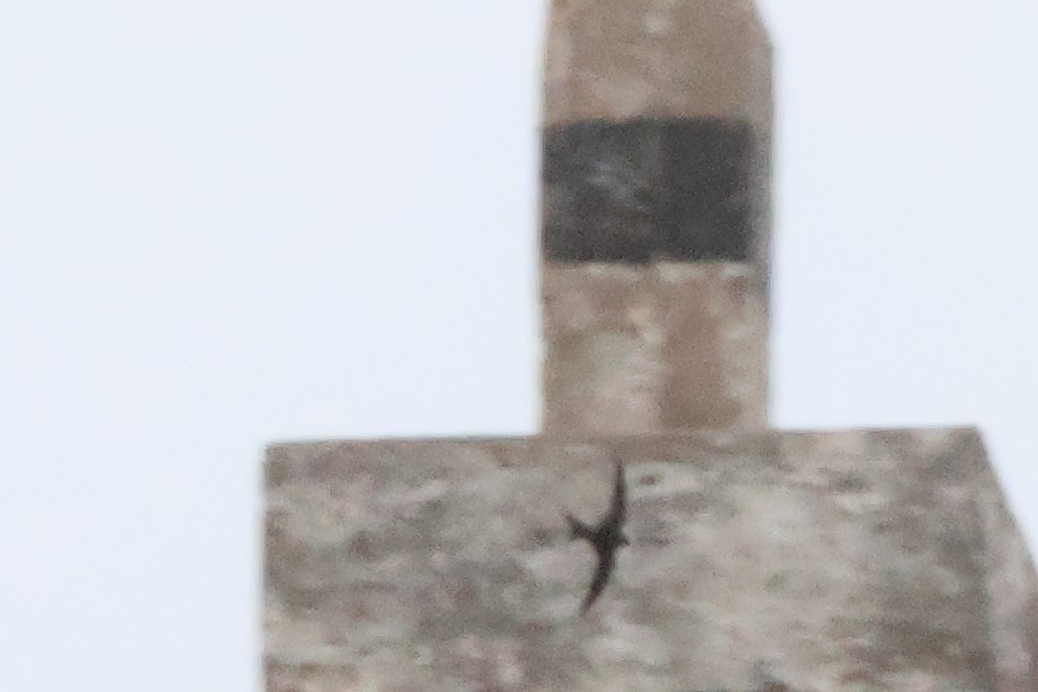Plain Swift - ML642472671