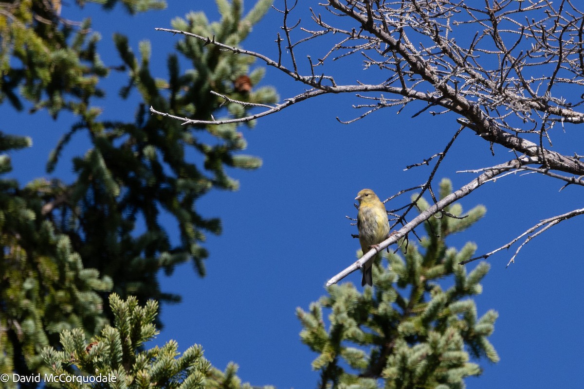 American Goldfinch - ML642472685