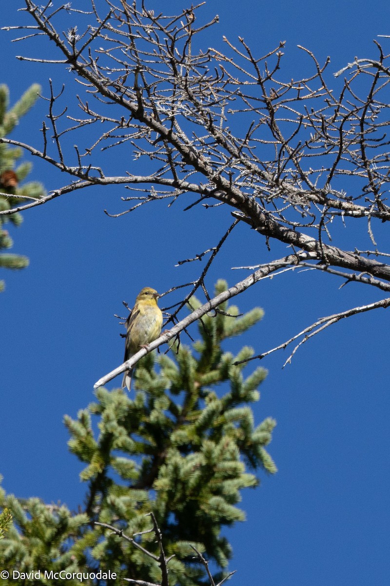 American Goldfinch - ML642472686
