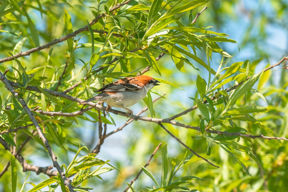 Russet Sparrow - ML642472718