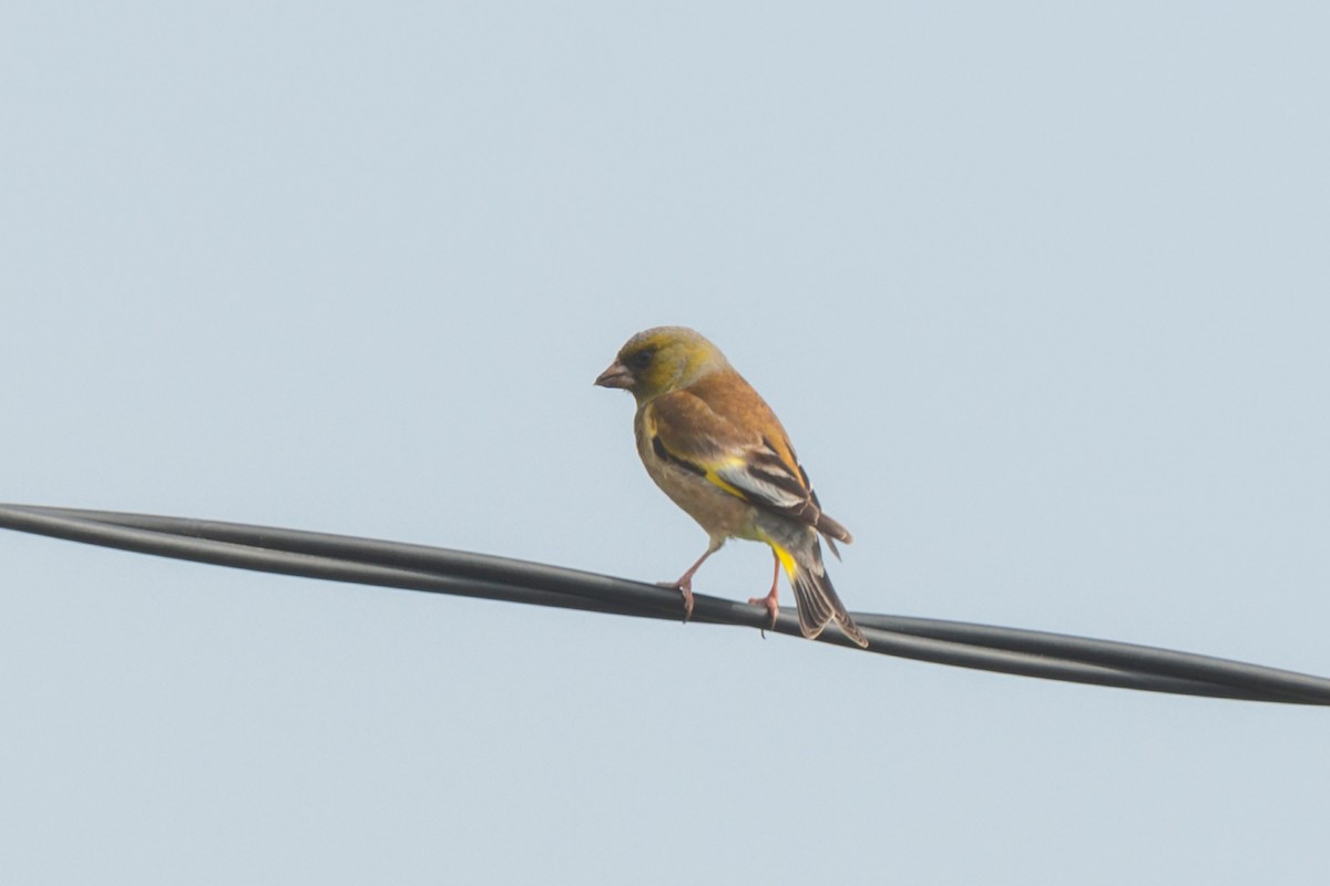 Oriental Greenfinch - ML642472727