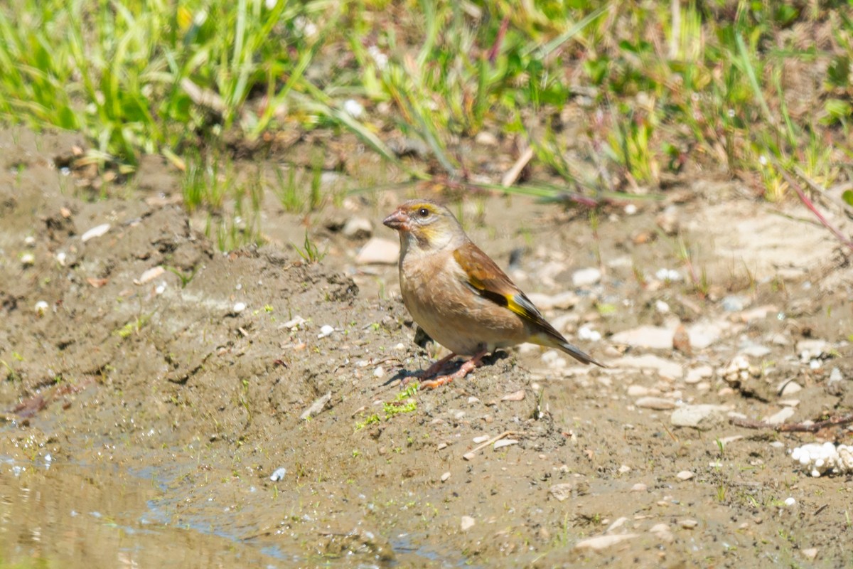 Oriental Greenfinch - ML642472728