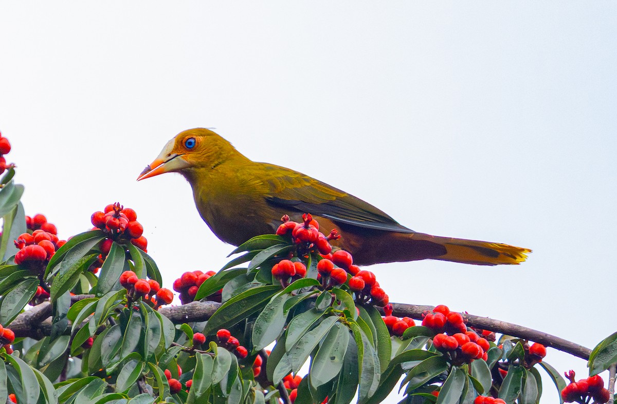 Green Oropendola - ML642472773
